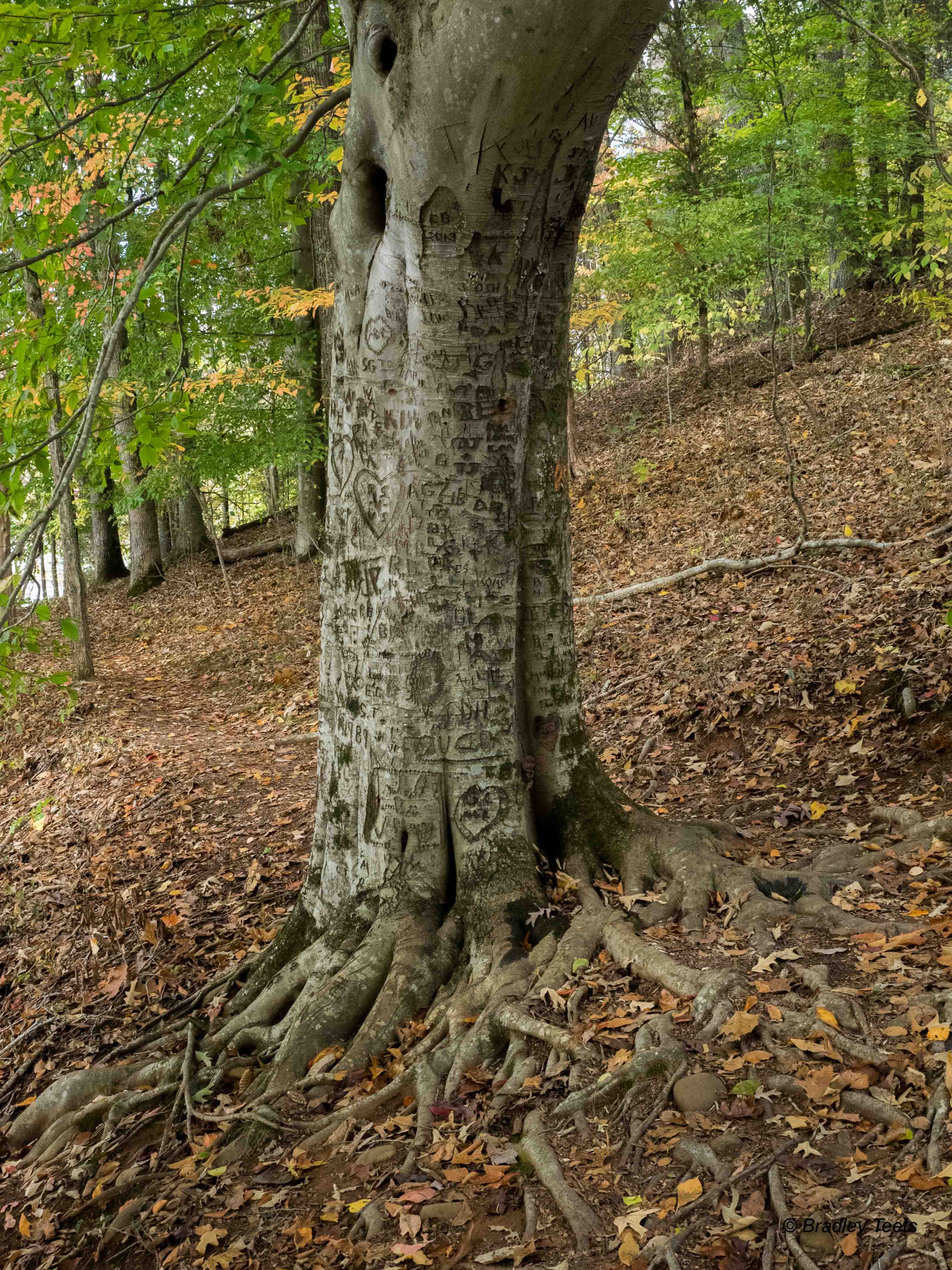 PA220184 Oct 22 2016.jpg